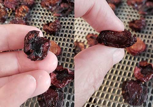 Dehydrated cherries in hand displaying final drying stage