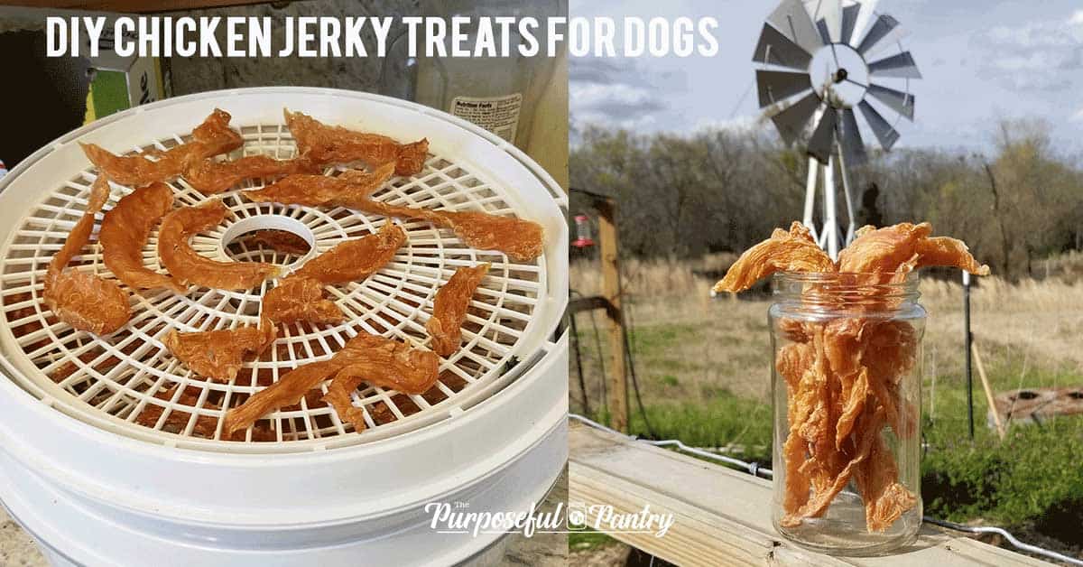 Chicken treats for dogs on a Nesco Dehydrator, and chicken jerky in a mason jar on a farm fence