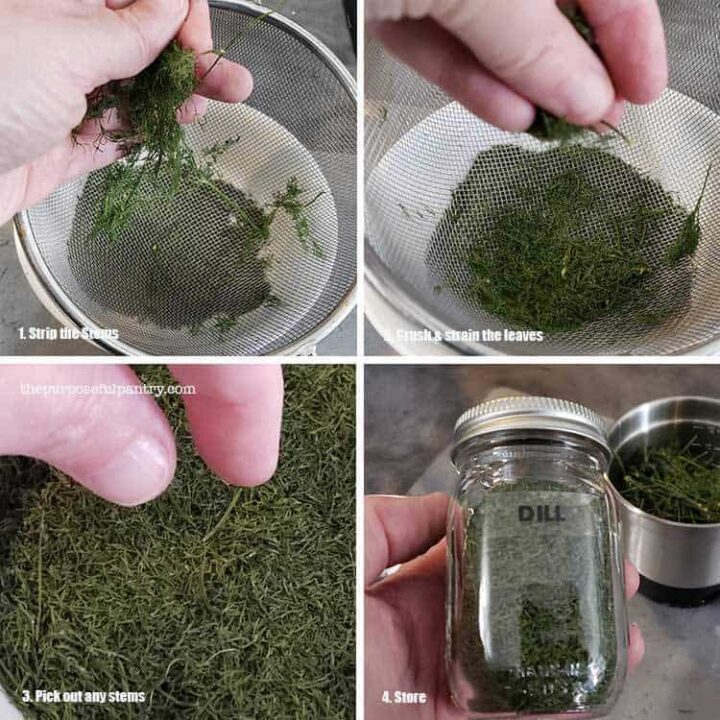 Dried dill being stripped from stems and stored in an herb container