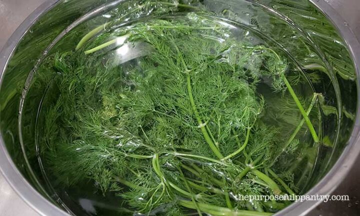 Fresh dill being washed in a stainless steel bowl preparing to be dried