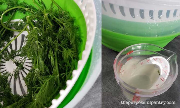 Fresh dill in a Progressive salad spinner with a measuring cup of water removed