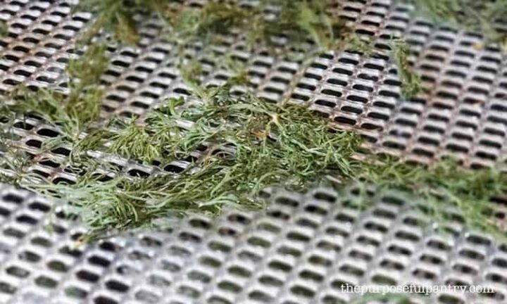 Dried dill on Excalibur dehydrator tray mesh