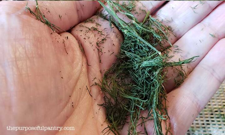Dried dill in the palm of a hand to show dry condition