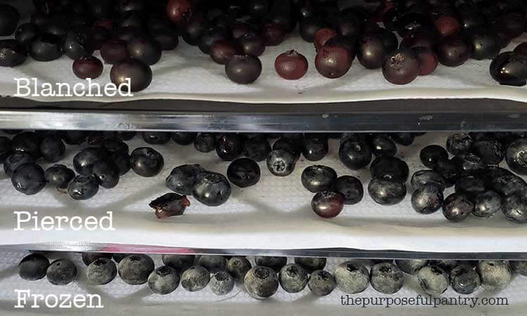 Blueberries on Excalibur Dehydrator trays in three stages of pre-treatment