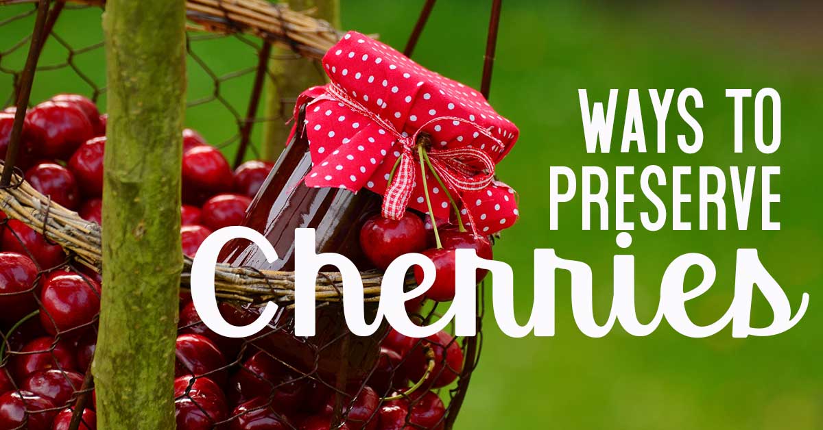 Cherries in a wire egg basket with a red polka dot bow