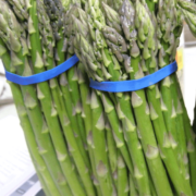 2 bundles of asparagus wrapped by blue band - to be dehydrated