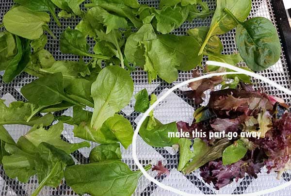 Lettuce on an Excalibur Dehydrator Tray