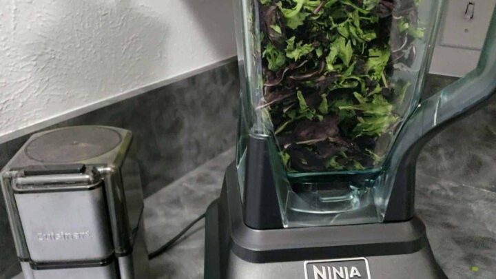 Dehydrated lettuce in a Ninja blender to be powdered