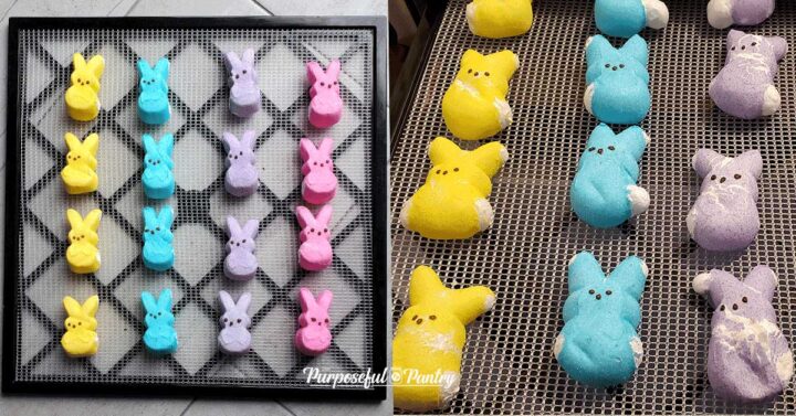 Excalibur dehdyrator trays with Peeps before and after - dehydrated marshmallow peeps