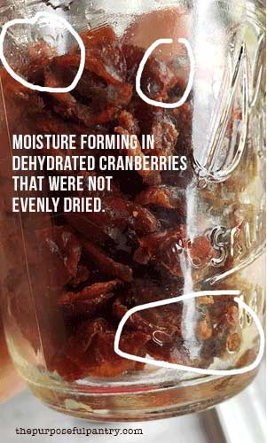 Dehydrated cherries in a glass mason jar that have developed moisture