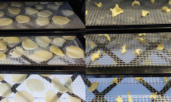 Excalibur dehydrator with fresh ginger slices and dehydrated ginger before and after