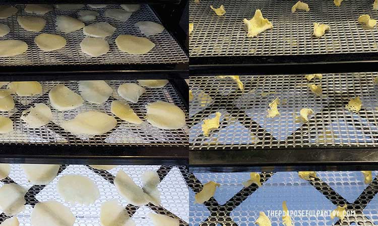 Excalibur dehydrator with fresh ginger slices and dehydrated ginger before and after