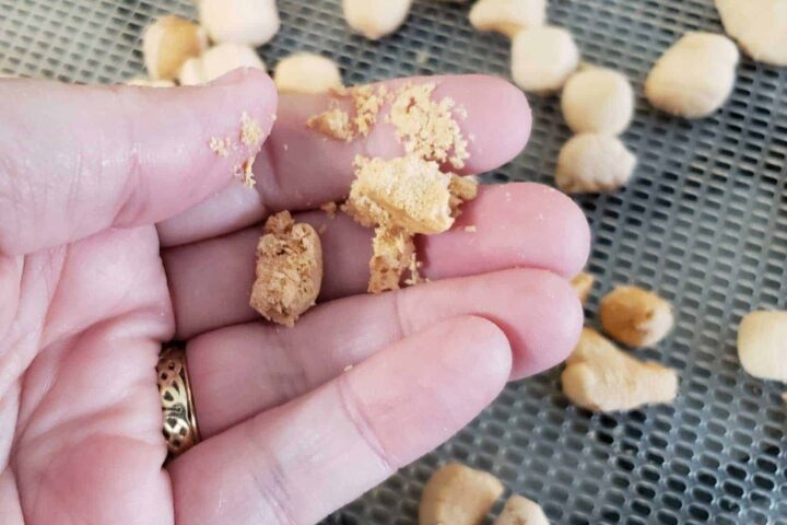 Fall pumpkin spice dehydrated marshmallows on trays and being crushed in fingers to show dryness.