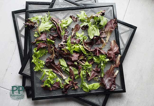 3 Excalibur Dehydrator trays of fresh spring mix lettuce