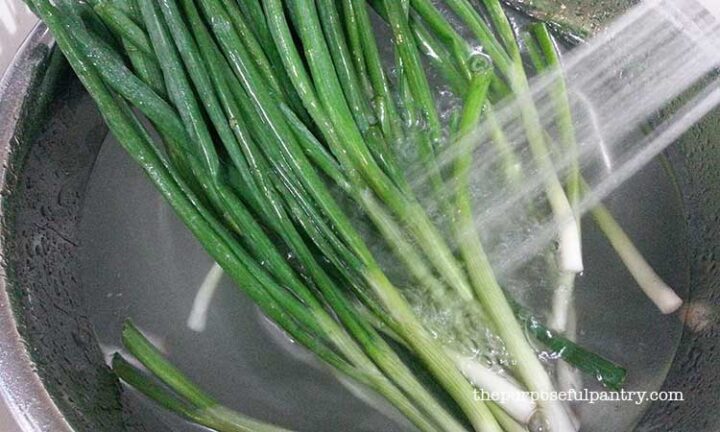 Green onions or scallions being washed in a stainless steel bowl