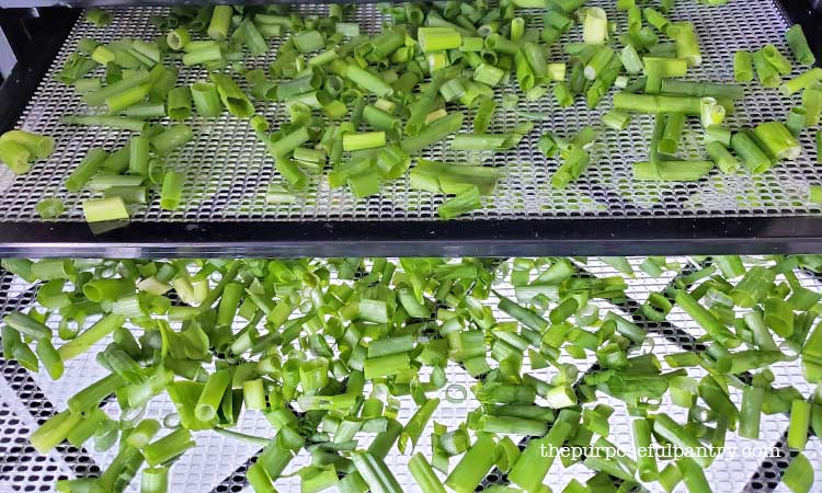 Fresh onion greens on Excalibur dehydrator trays being prepared for dehydrating