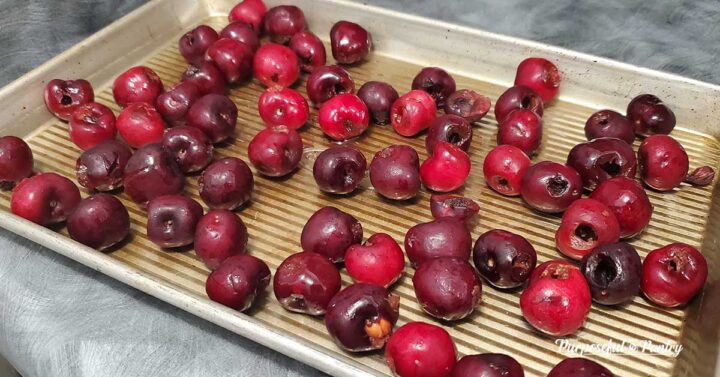 Pitted whole cherries on cookie sheet for freezing