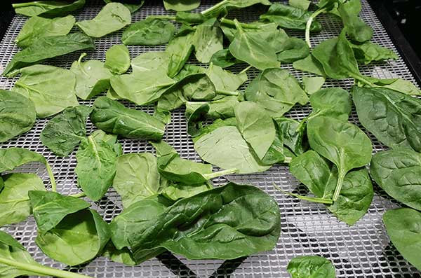 spinach greens on an Excalibur dehydrator tray to be dehydrated for dehydrated green powder