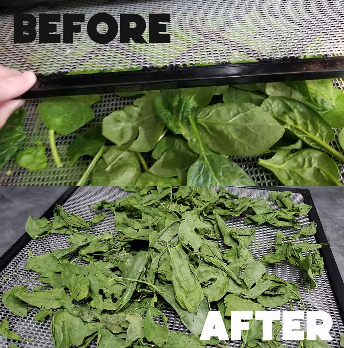 A picture illustrating the dehydration process of spinach using a drying rack.
