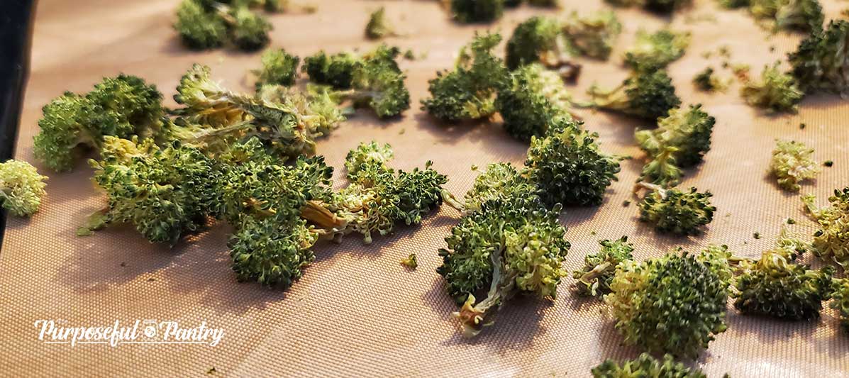 Dehydrated broccoli florets on Excalibur Dehydrator tray