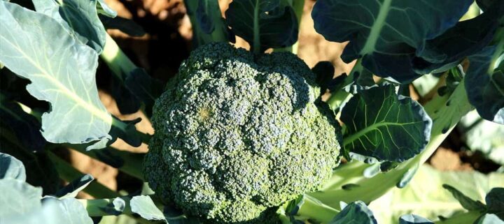 broccoli head and leaves in the garden