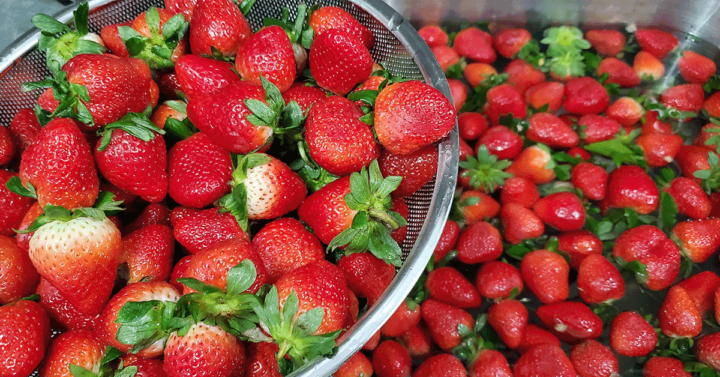 strainer of fresh strawberries over a sink of strawberries in waterbath