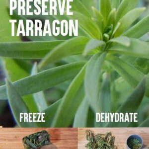 Fresh Taragon on top of an image of frozen tarragon and dehydrated taragon