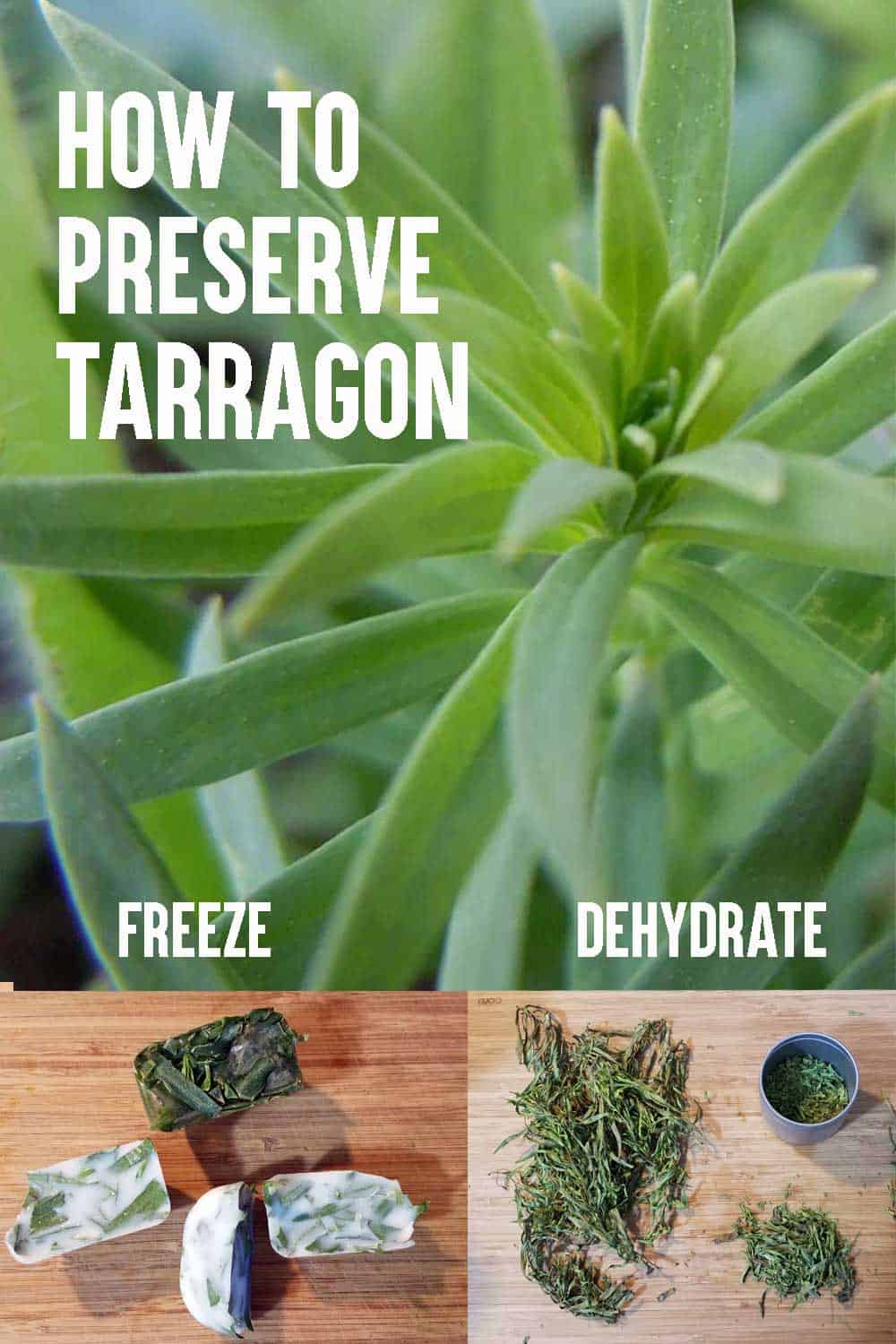 How to Preserve Tarragon The Purposeful Pantry