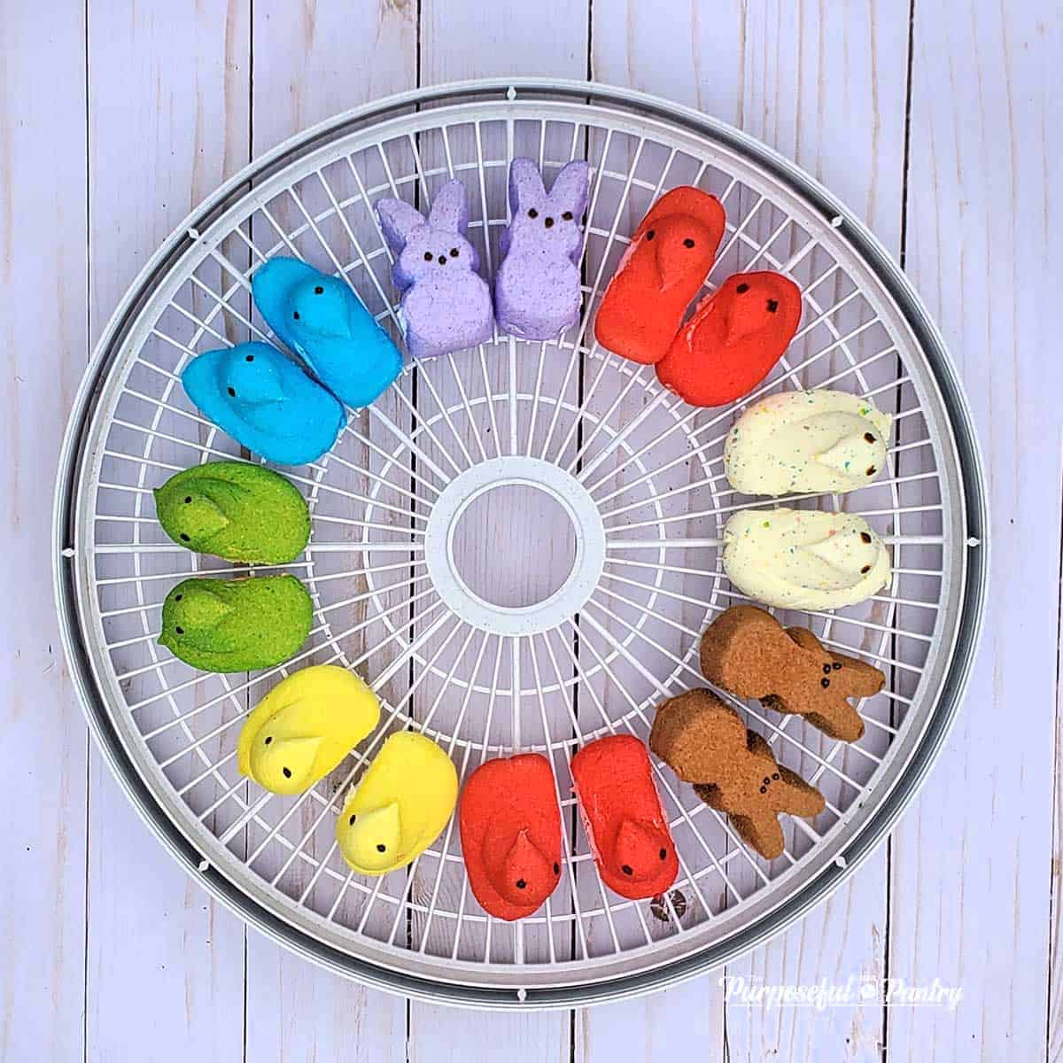 Marshmallow Peeps in rainbow order around a Nesco dehydrator tray