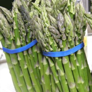 Asparagus spears bundled by a blue rubberband - for dehydrating