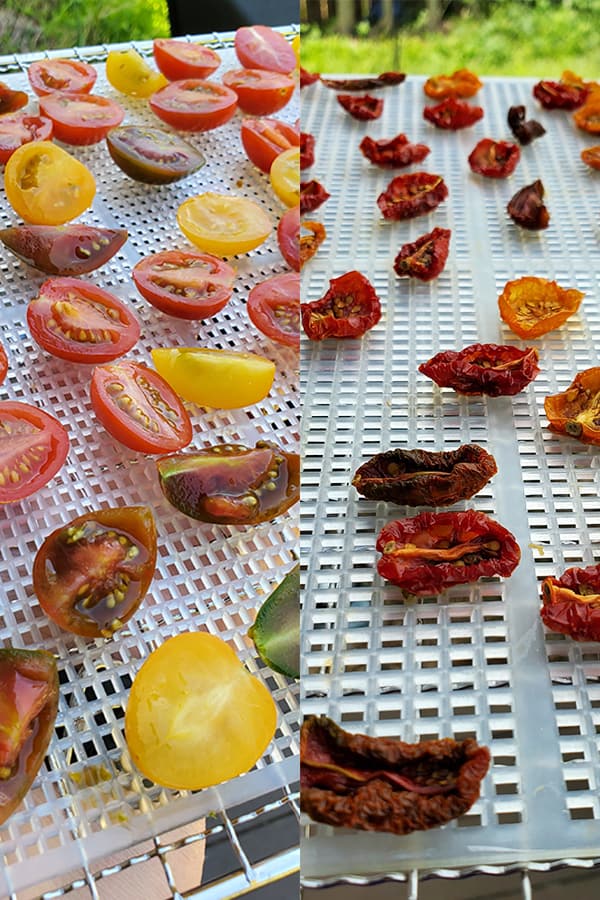 A Cosori dehydrator sheet of fresh tomato halves before, and same tomatoes after being dehydrated