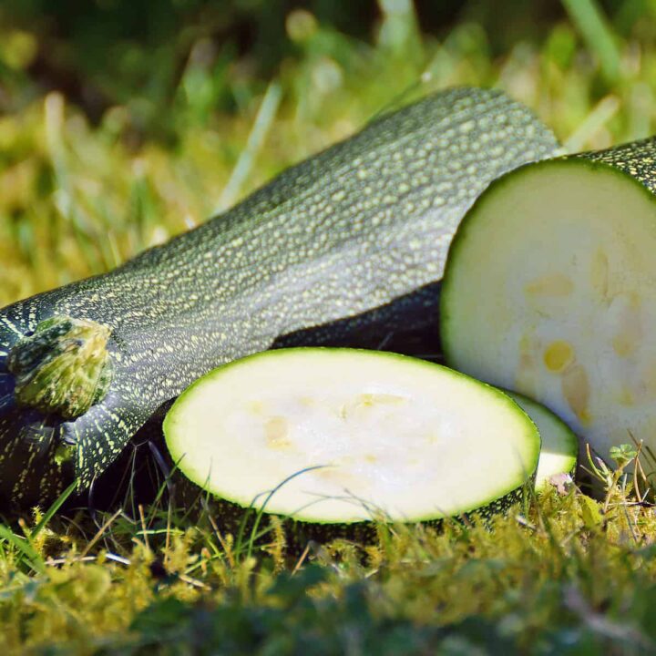 Zucchini on grass