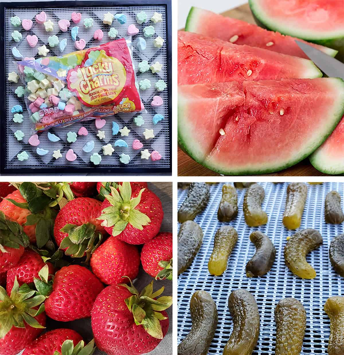 Dehydrated marshmallows, watermelon, strawberries and pickles for kids dehydrating projects