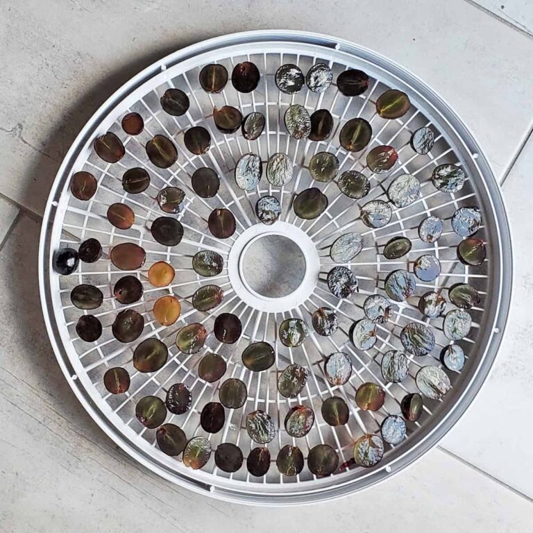 Nesco dehydrator tray full of grapes cut in half to stop case hardening