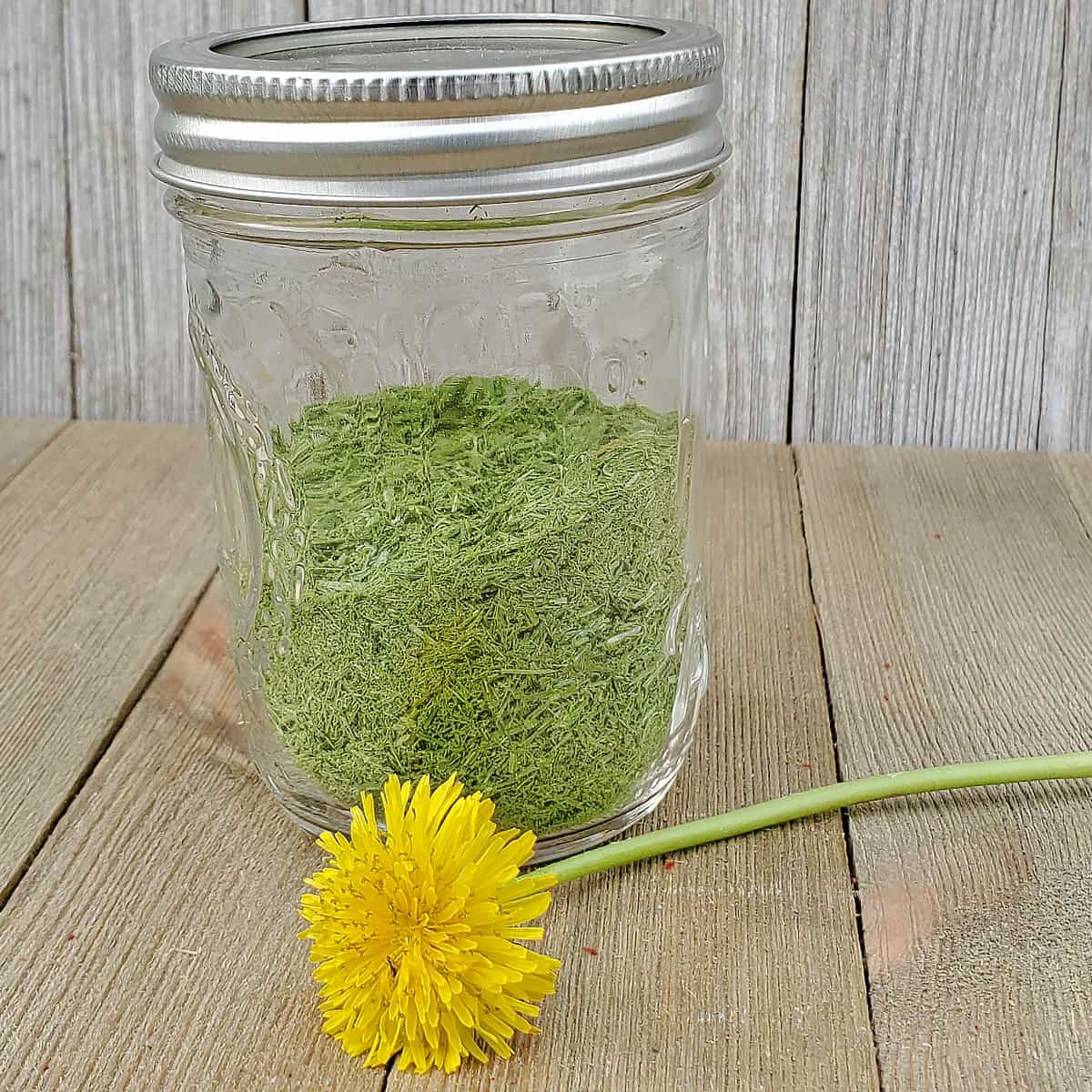 Glass jar of dehydrated wild onion grass with a dandelion flower on wooden background for dehydrating backyard weeds
