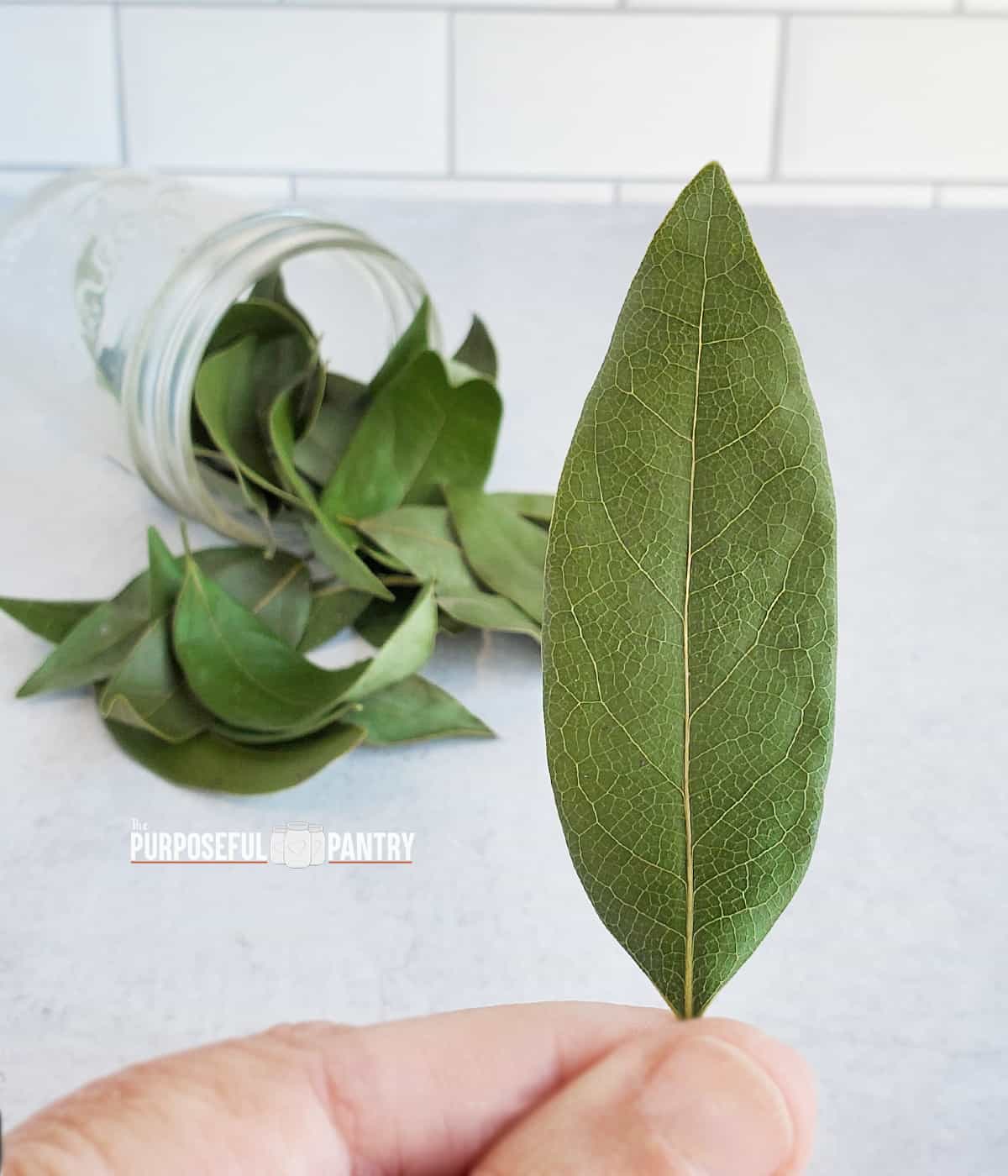 Dried bay leaf in the foreground with a jar of dried bay leaves on a kitchen countertop