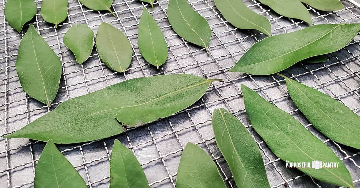 Bay leaves on a Cosori dehydrator tray being prepared for dehydrating