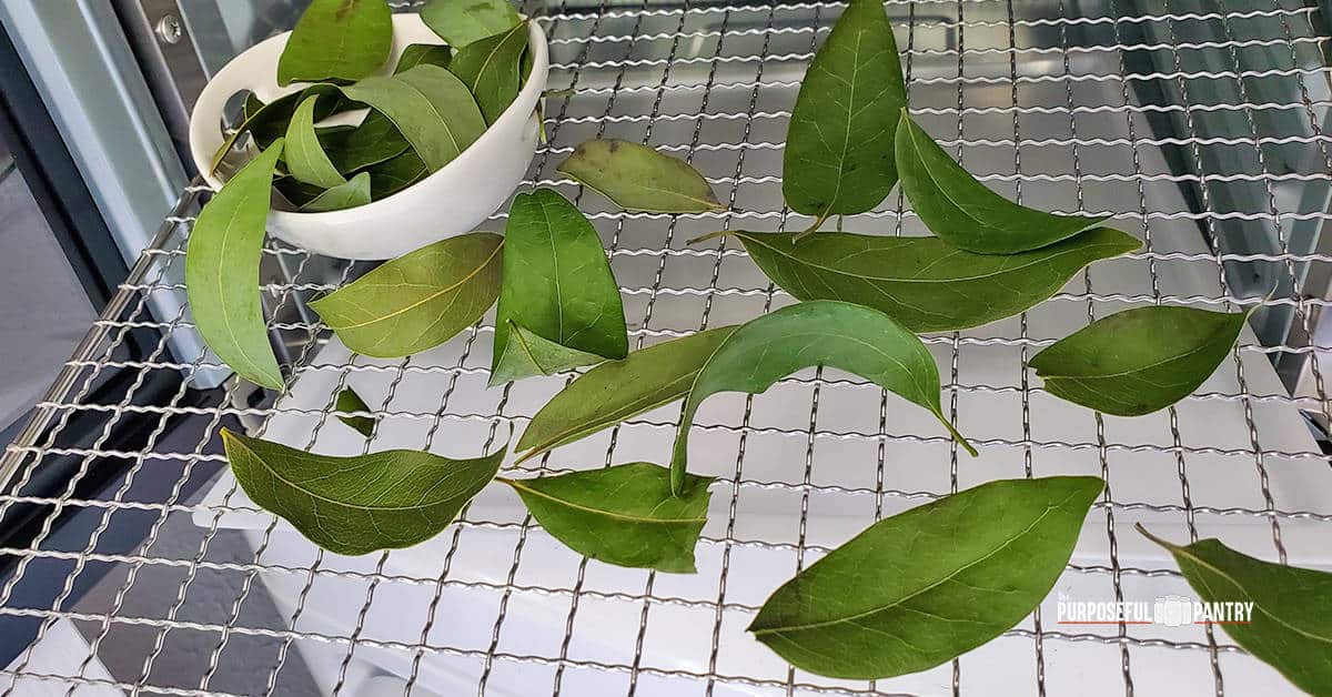 Dried bay leaves on Cosori dehydrator tray