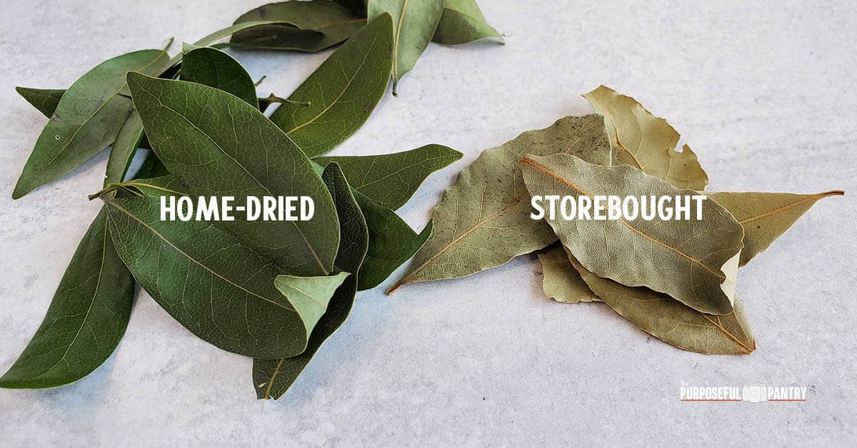 A stack of dense green home-dried bay leaves next to a stack of weak and sad storebought leaves