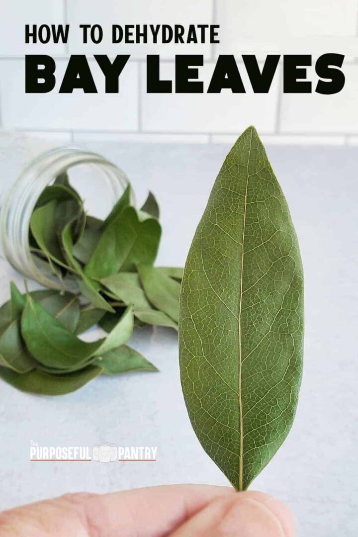 Dried bay leaf in the foreground with a jar of dried bay leaves on a kitchen countertop