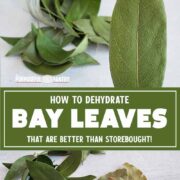 Fresh and dried bay leaves