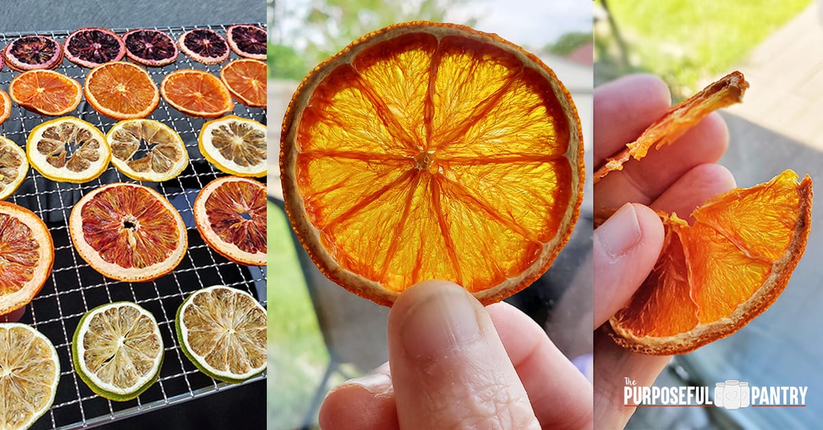 Tray of dried citrus slices, a dehydrated oranges slice and testing a dried orange slice