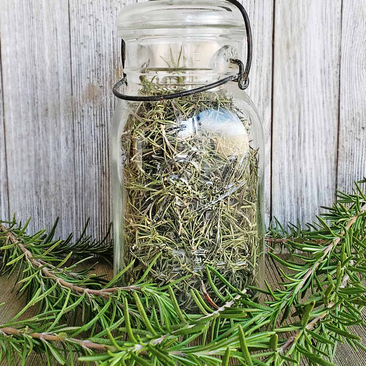 Rosemary sprigs in front of a large vintage canning jar of dried rosemary