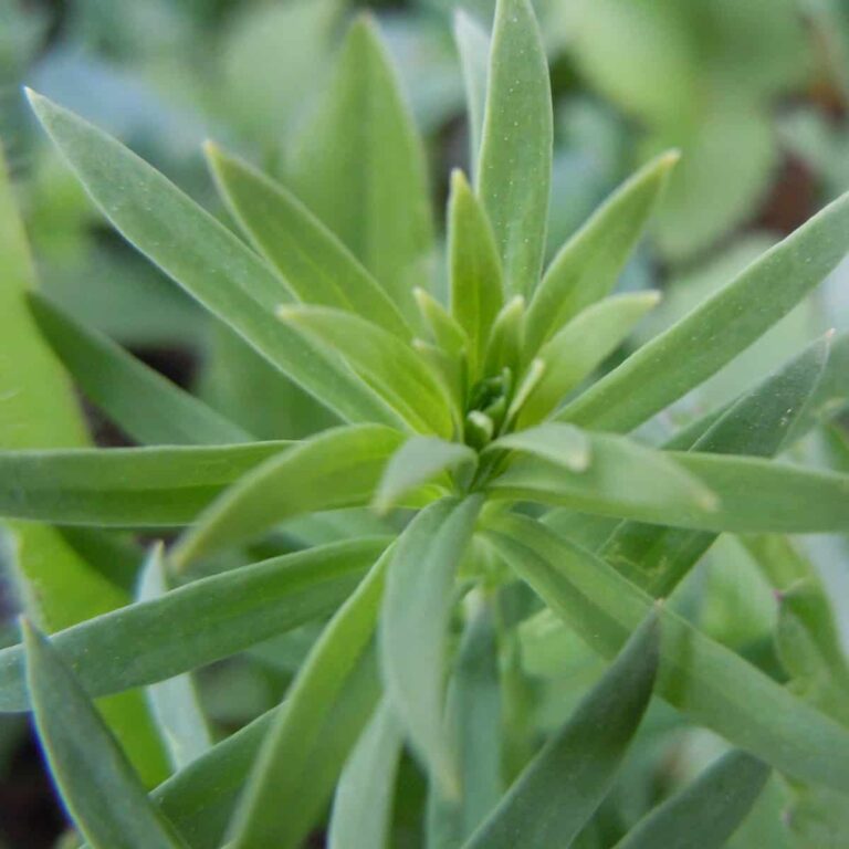 How to Preserve Tarragon