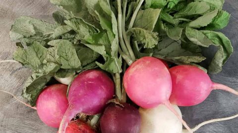 A bundle of rainbow radishes in varying shades of red, pink and white
