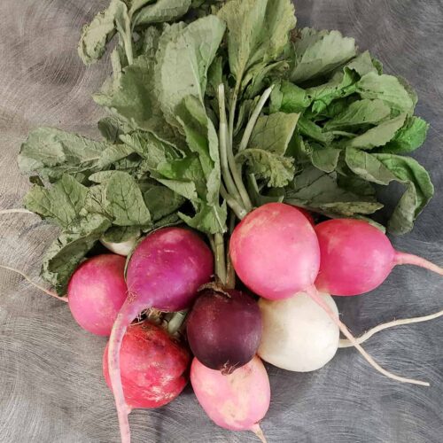 A bundle of rainbow radishes in varying shades of red, pink and white