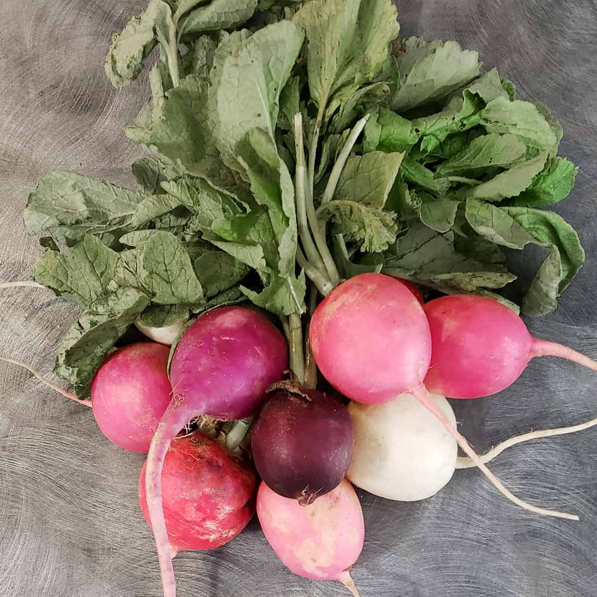 How to Dehydrate Radishes, Greens, and Root