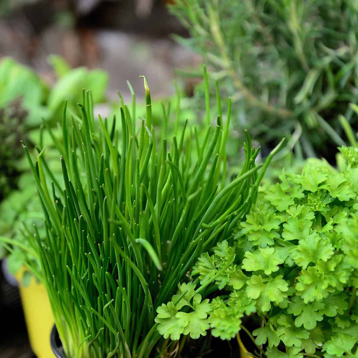 A bundle of chives, parsley, rosemary and other herbs