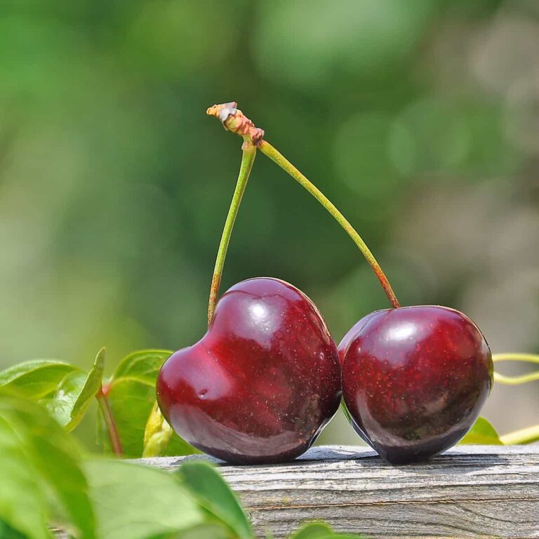 2 Cherries connected on a wooden rail