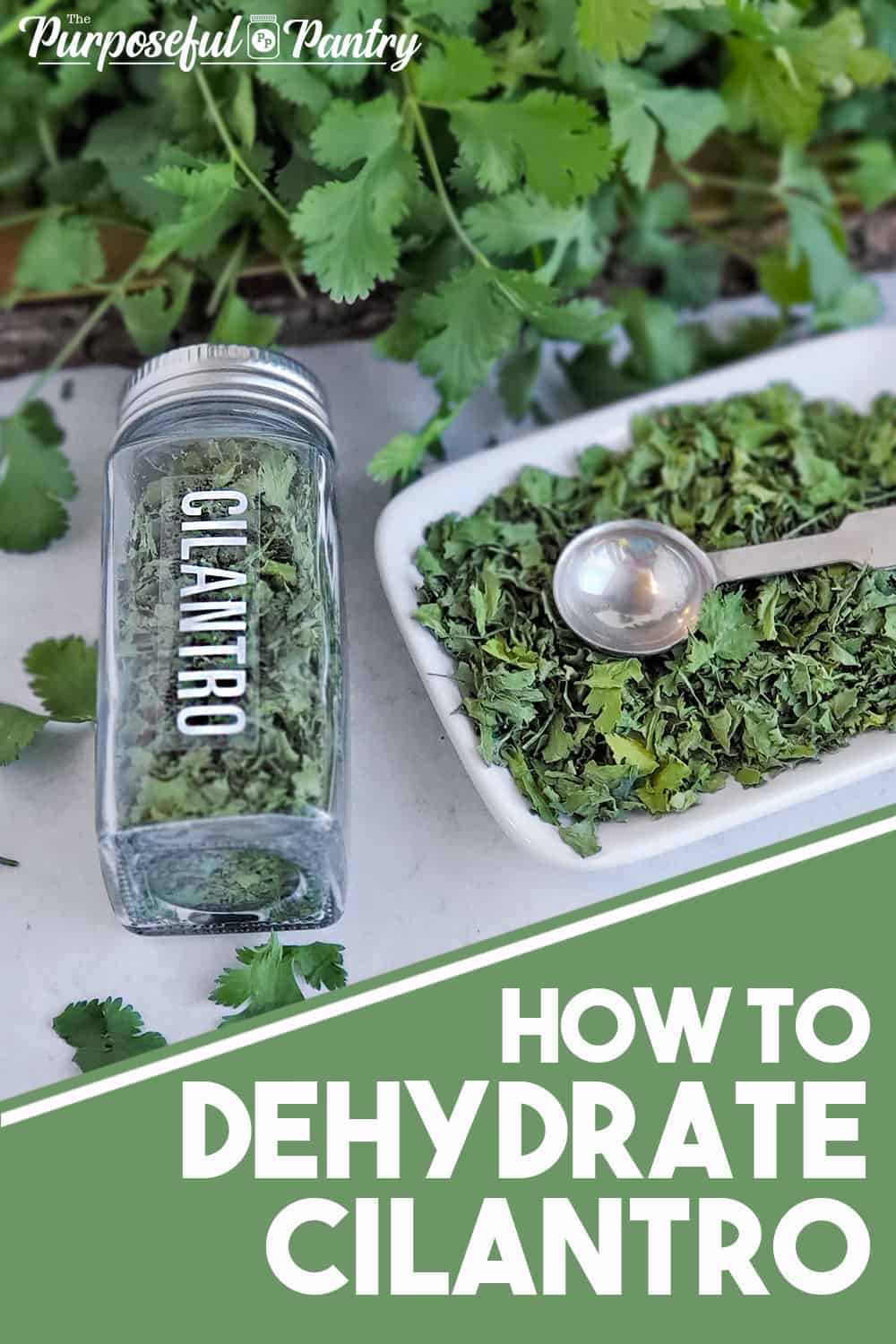 How to Dehydrate Cilantro The Purposeful Pantry